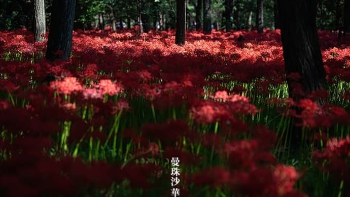 木洩れ陽。