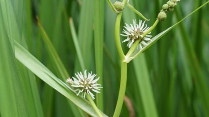 夏の花:実栗