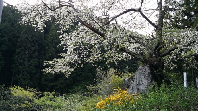 奥山におのがまことを咲く桜　沼田市白沢の石割桜（カスミサクラ）