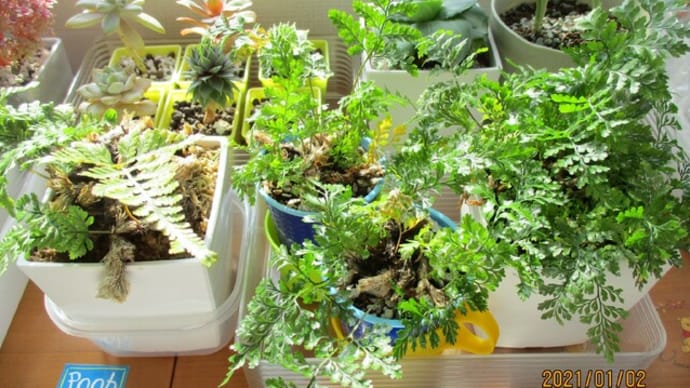 2021あけおめ植物☆トキワシノブ