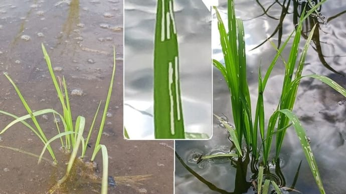 隣りの芝生は確かに青い(笑)