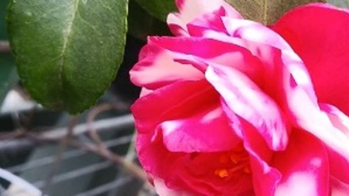 今年も薔薇の巻き寿司作りました!明日は立春なのに今日は雪予報!?