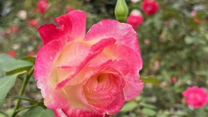 湘南散策 平塚花菜ガーデン・小田原