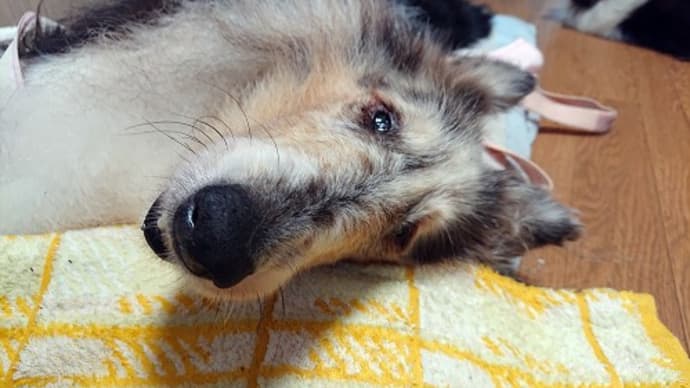 ハッシュタグ 老犬介護 Goo Blog Gooブログ ハッシュタグ 老犬介護 Goo Blog Gooブログ