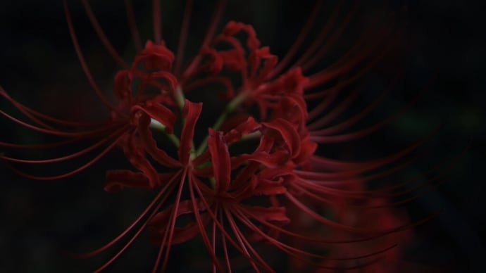 「曼殊沙華 赤×6枚。」