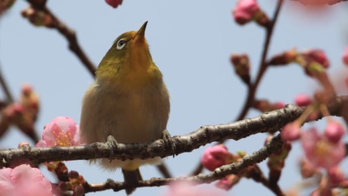 伊勢崎市民の森の河津桜2025(その5)とメジロ