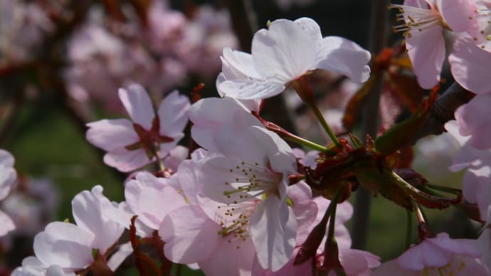 北海道の桜6-2