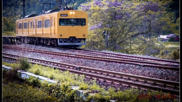 食パン電車と藤の花