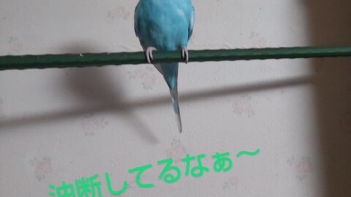 今日は(^.^)ハルちゃん