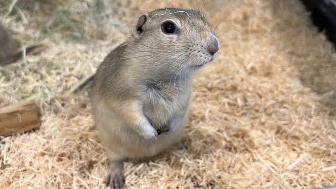 ●かまってちゃんのリチャードソンジリス●