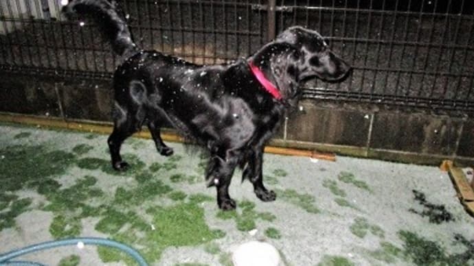 CARL君 初雪と こたつを初めて知る
