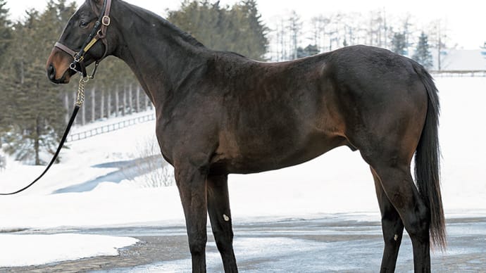 千葉サラブレッドセール出身馬【ベラジオソノダラブ(Bellagiosonodalove)】が「菊水賞(3歳重賞)」を優勝