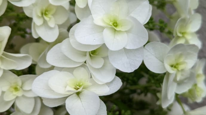 6月2日