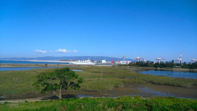 南港野鳥園のミサゴ ・・・ 10月12日