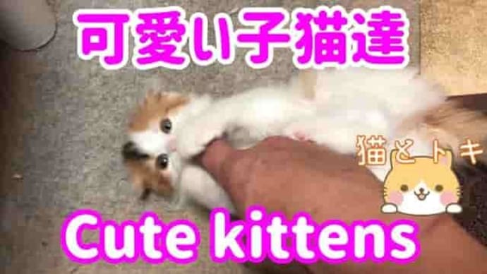 可愛い子猫 | 面白い動画 | Cute kittens | funny videos