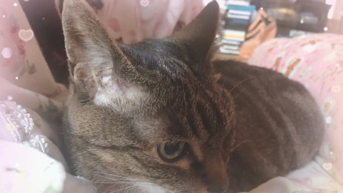 夢見と現実