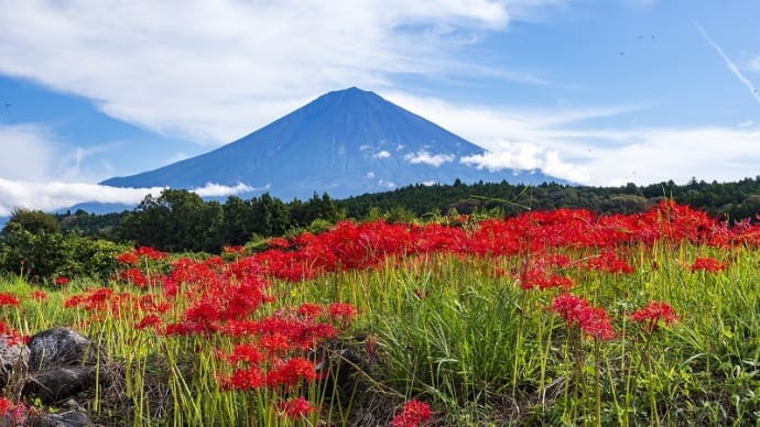 彼岸花と富士山