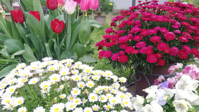 ご近所散歩～花壇の花、植栽の花～