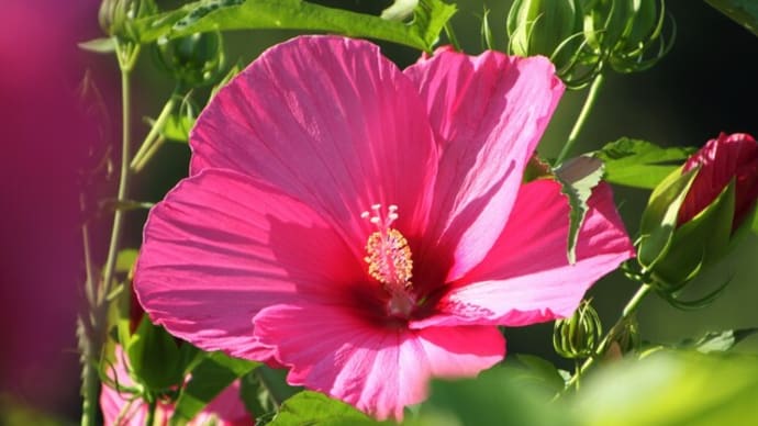 暑い日の緑花センター
