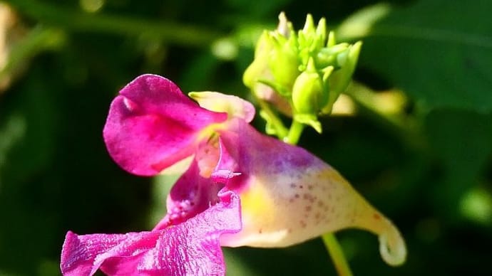 残暑の里山野の花散歩