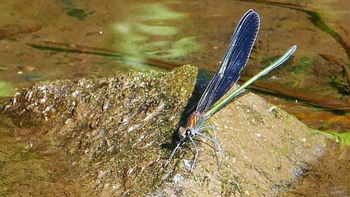 水辺のハグロトンボと小魚