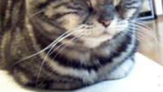 ねこだるま