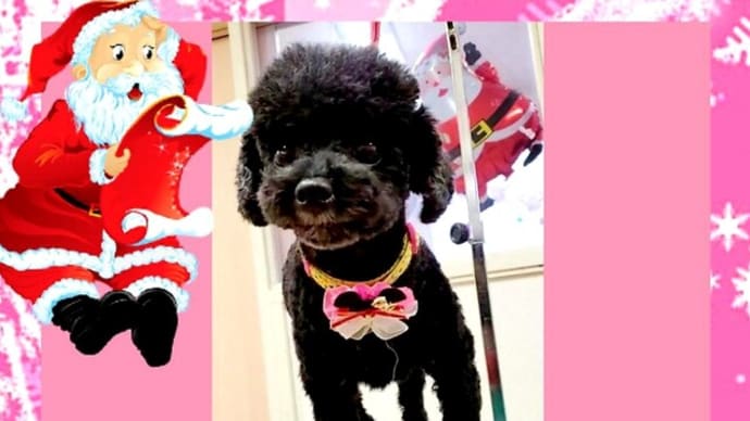 🐇 2023年に向けて特訓中よぉ💓 🐩