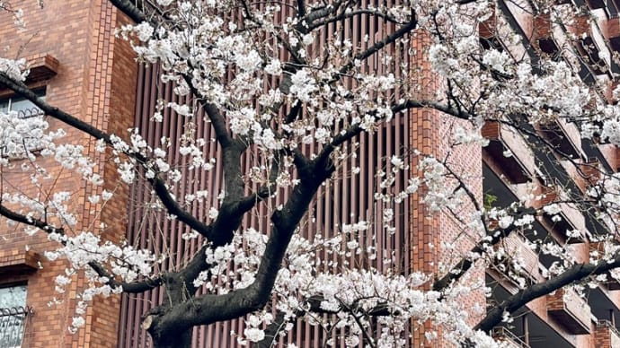 春の雨✨🌸