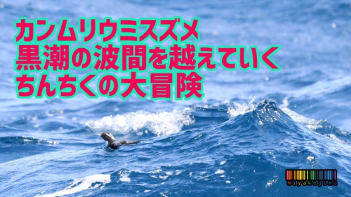 ちんちくが帰ってきたよ!!
