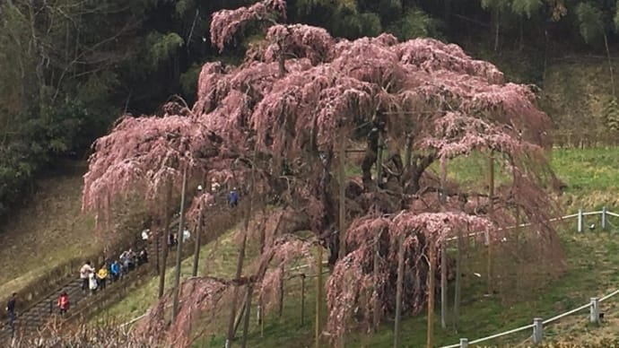 滝桜に想う