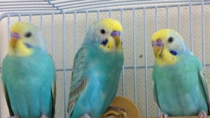 梅ちゃん、金ちゃん、月ちゃん インコ
