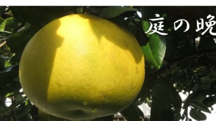 菜園日誌〈晩白柚〉(*'▽')!!いよいよ収穫時期を迎えそうですね😄