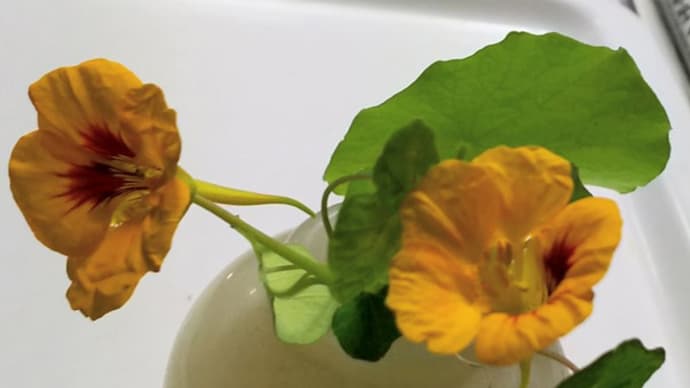 金蓮花