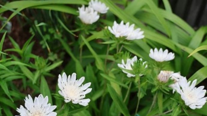 6月に咲いた他の花たち