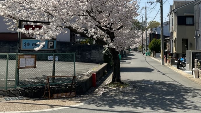 城南荘の桜2023 満開