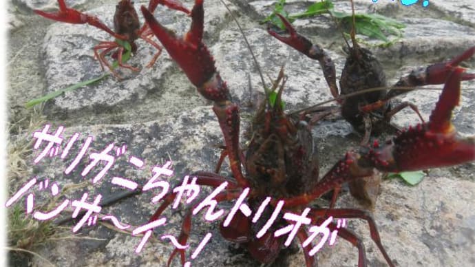 アメリカザリガニも特定外来生物に検討・・今後ザリガニ釣りはどうなるの?