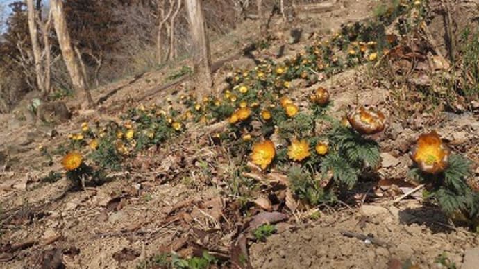 Mahora 稲穂山の「秩父紅」など
