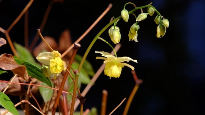 キバナイカリ草が開花 ジジのカメラ遊び