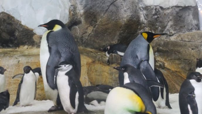 ペンギン比較 キングとエンペラー