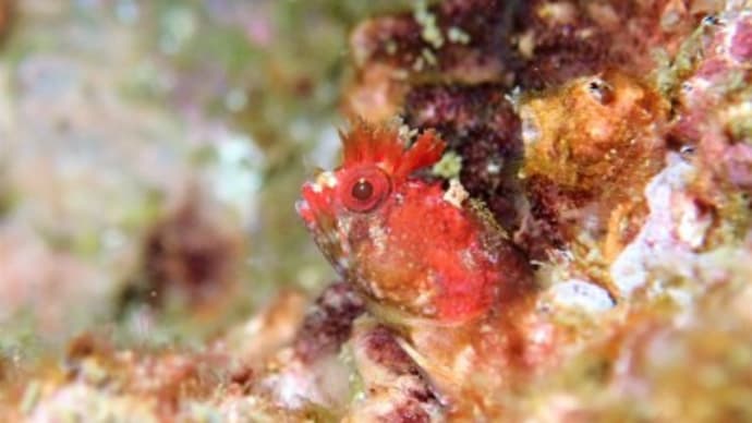 3Diveで九十九島満喫♪ウミウシいっぱい見れたよ~(*´▽`*)