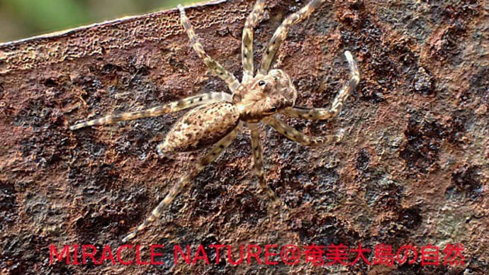 アマミガードレールハエトリ