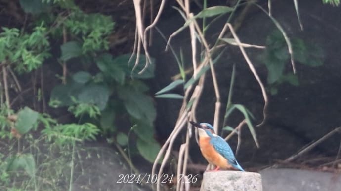 カワセミ探し&散歩