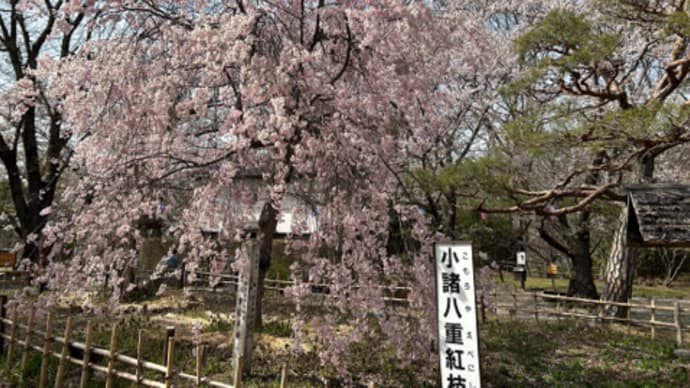 ときどき森へ・・・小諸 懐古園の桜