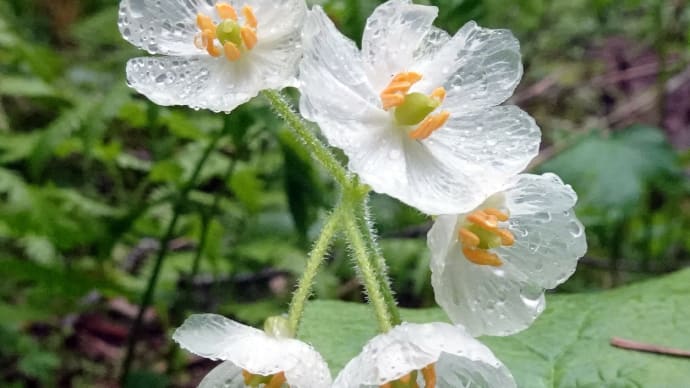 「小雨のサンカヨウ・ふるさとの朝」30
