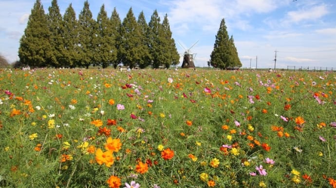 あけぼの山公園 コスモスが満開に
