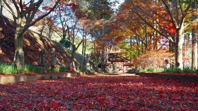 2019金蔵院の敷き紅葉