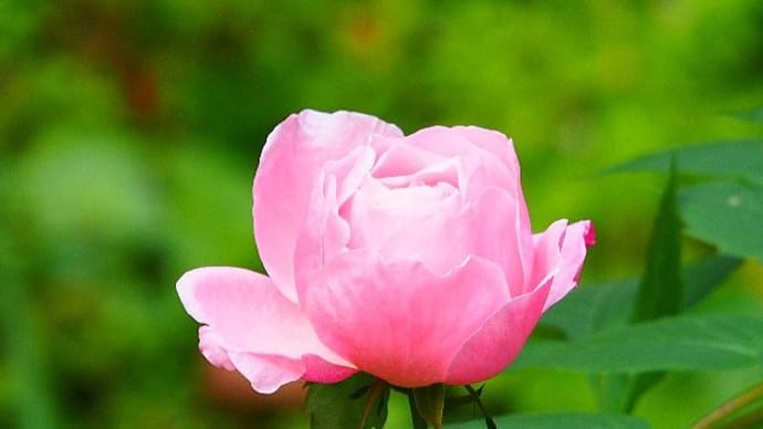 一輪の冬薔薇と下弦の月