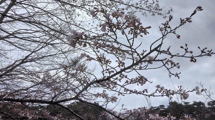 桜開花～満開お花見散歩