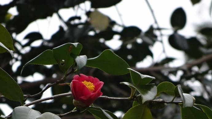 花の蜜
