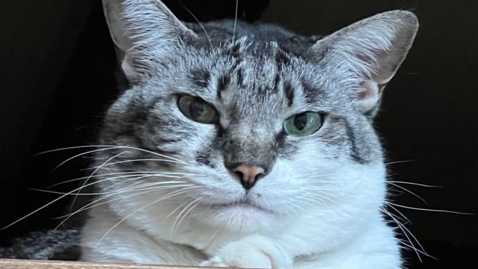 百猫繚乱